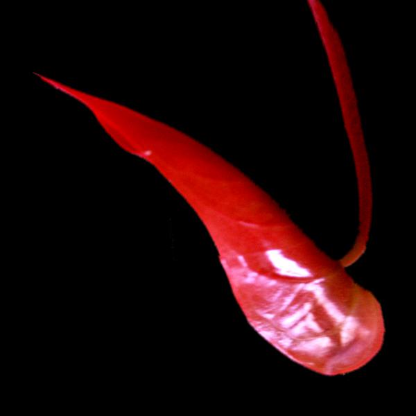 fleur00056