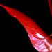 fleur00056