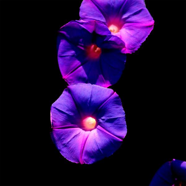 fleur00045