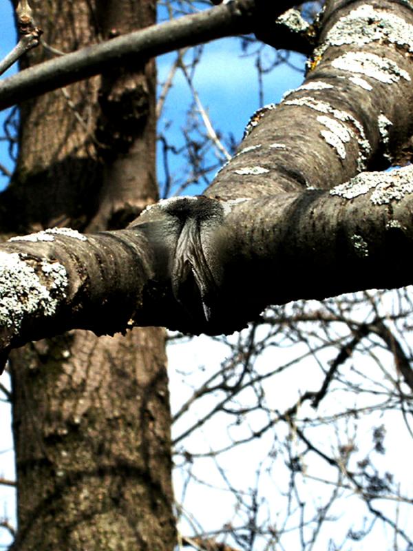 arbre-mère (Mutterbaum)
