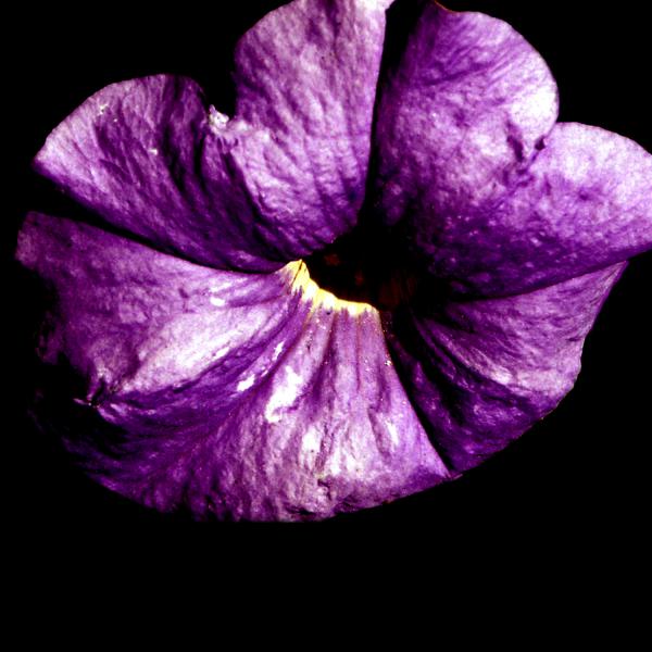 fleur00028