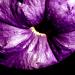fleur00028