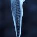 stalagtique001