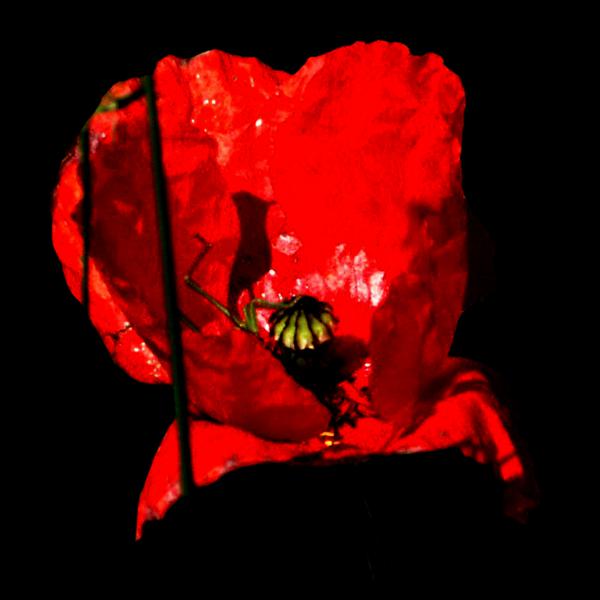 fleur00019