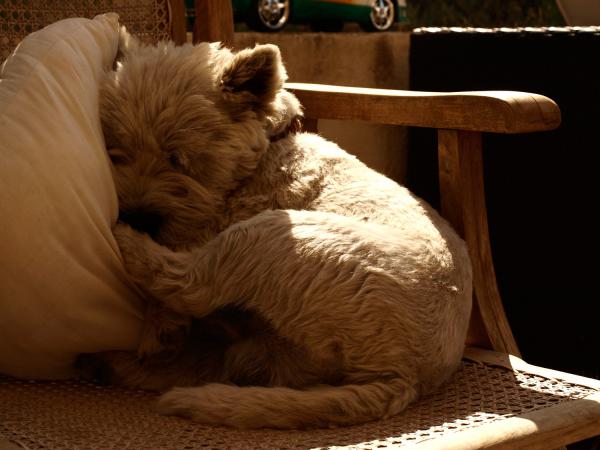 en plein songe