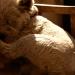 en plein songe