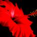 fleur00051